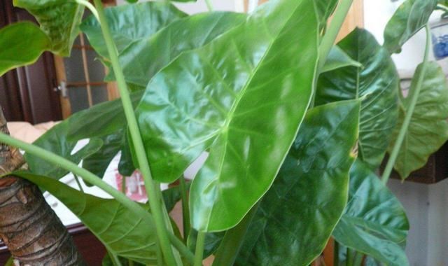 家里养花别随便,“2种花”最好别养,对身体不好