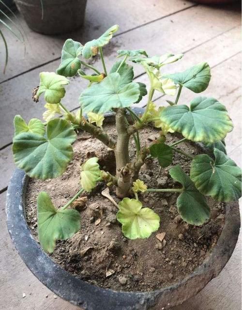  强光暴晒|天竺葵的叶片出现发黄枯萎的现象，是什么原因导致的？该如何治疗和养护？