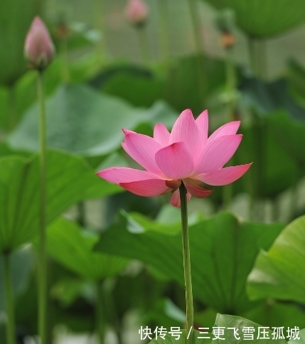 狗屎运|10月下旬，喜鹊报喜，4属相桃花朵朵，财源广进，生活锦上添花