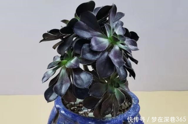 最服5种多肉的求生欲,怎么折腾都不死,你家有同款吗晒晒