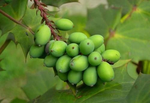 火龙果皮|女人爱美，常吃3种食物，润肤美容，延缓衰老，早吃早受益