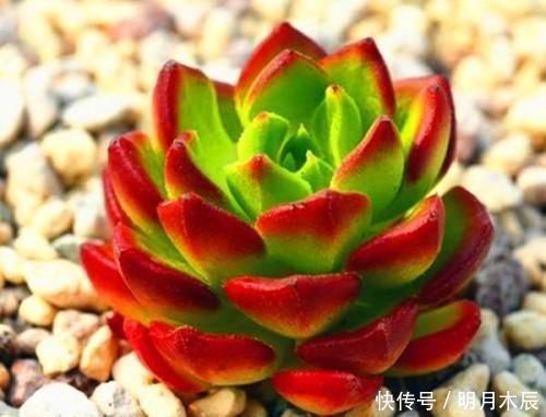 紫葡萄|多肉下面长了新芽怎么处理?顶上长的新芽怎么处理?