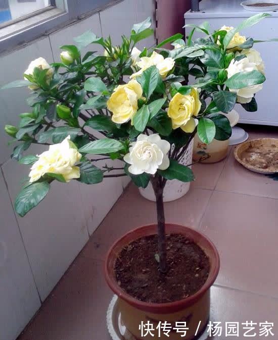 5种喜欢酸性土的花,酸性物质很关键,学一学