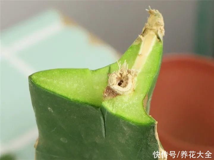 嫁接|养了30年的玉树，扦插开出9色花，快来沾沾喜气