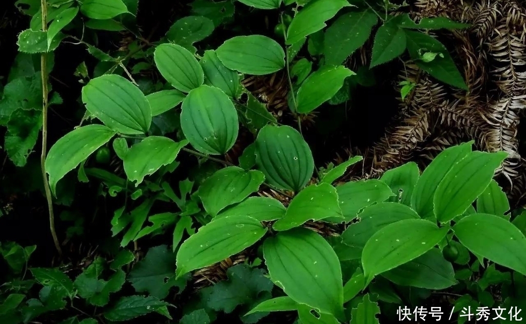 十个人九个腰疼，此草根冲酒服，腰不疼了，腿不酸了，早知早健康