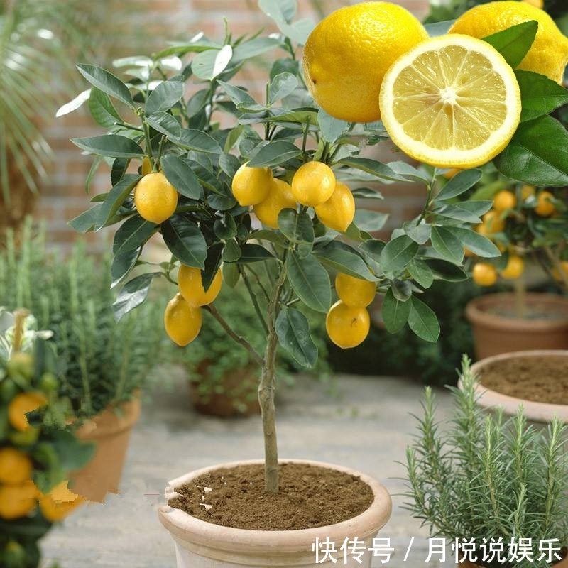 猕猴桃|不骗你,路上碰见这种树苗,多挖几颗回家种,来年就换宝马