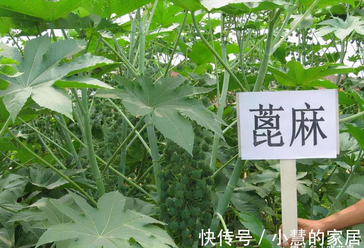 “美丽有毒”的植物，快来认识11种“毒花毒果”，不吃亏不上当