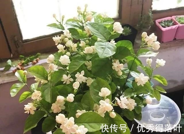 多元素|冬天养茉莉，正在“虚弱期”，避开5“惧怕”，开花更劲爆！