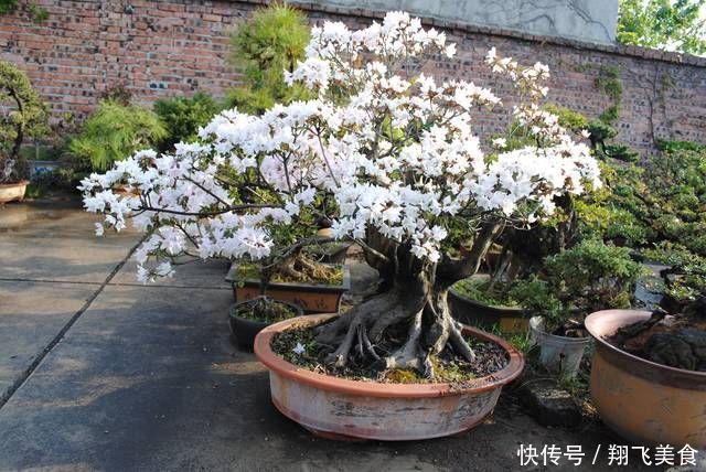 盆景大咖说玩盆景少不了玩根,那么盆景桩头的根系造型有哪些