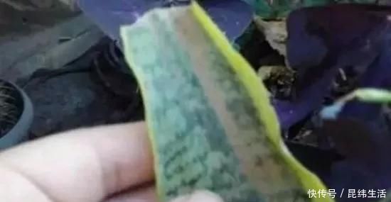 养花|养花爱好者看过来这15种花现在“扦插”,生根快,一个周就长芽