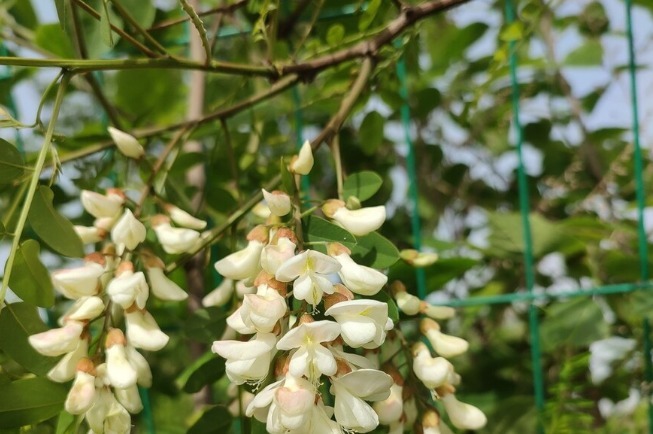 野菜|春天挖野菜,送你56种野菜大图片,带你见识不同的野菜和吃法