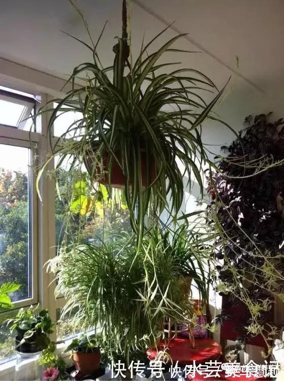 吊兰|这6种花是“天然净化器”,家中养1盆,潜伏的甲醛也会吸干净!