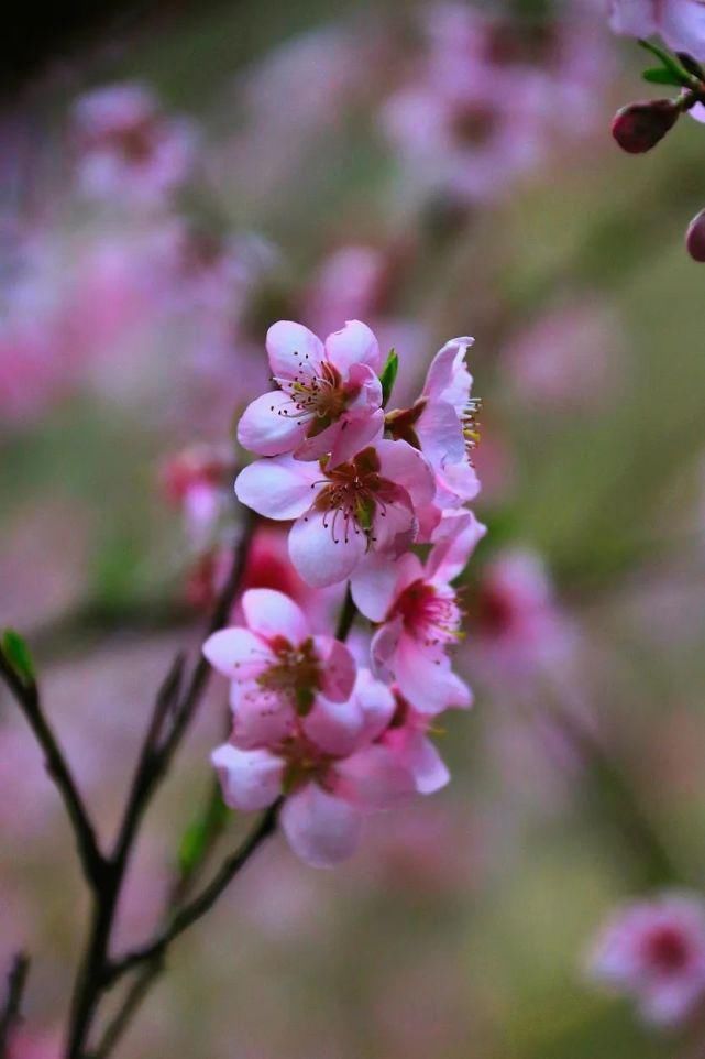 花开三月 不负春光