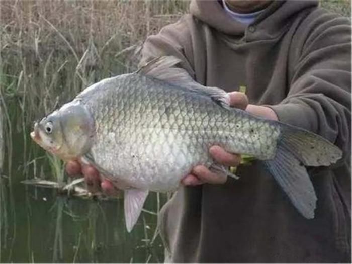 钓友|日本“假鲫鱼”入侵我国,比真鲫鱼还受欢迎,钓友一次钓一桶