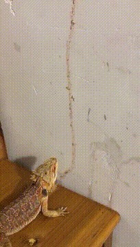 |搞笑GIF图:美女刚睡醒的样子vs你刚睡醒的样子!