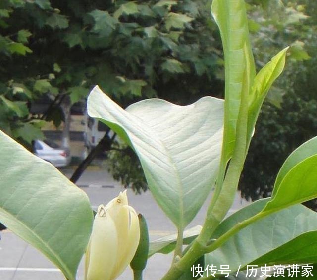 零下|少抽几包烟,此花也要种2棵,零下十度冻不死,浇水就开花!