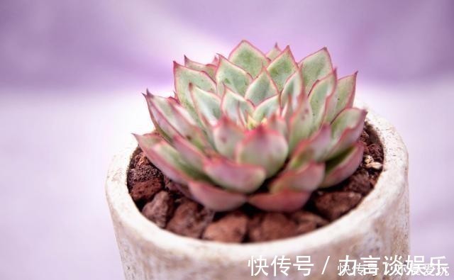 根系好的多肉,平时有这3种表现,及时培养快速长成老桩