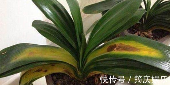 新根|君子兰黄叶就这么办!4招解决各种黄叶,油绿锃亮就像大白菜