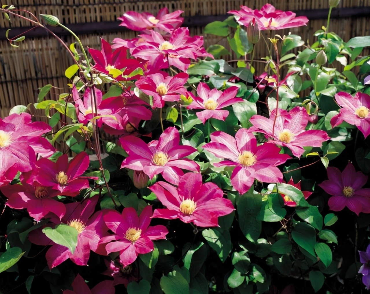 颜值担当|想要打造“高级”花园,春天种上“4种花”,颜值高,爱开花