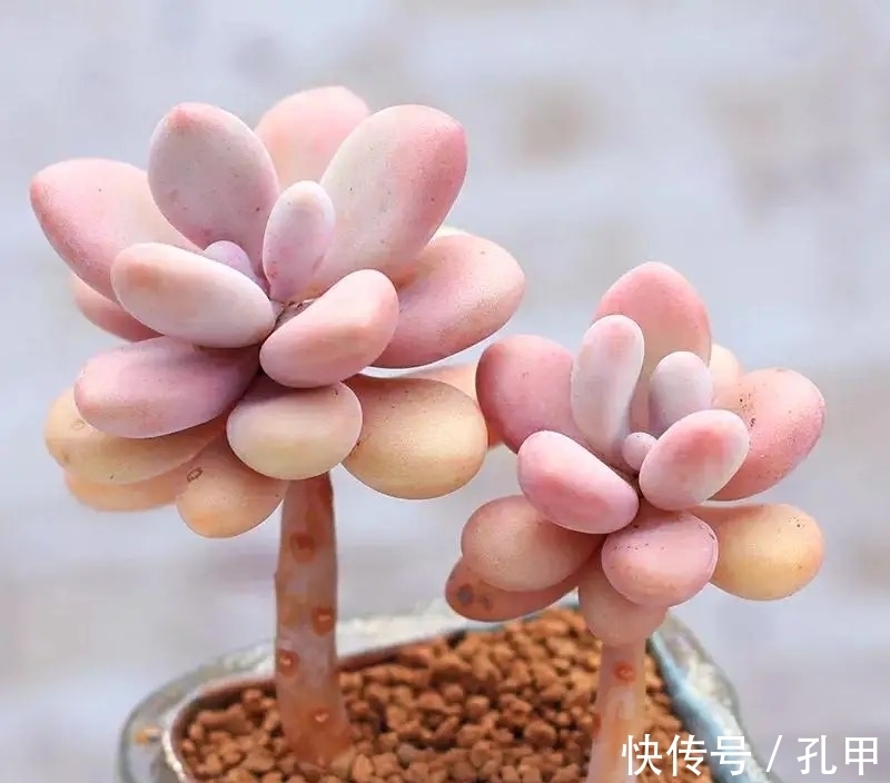 桃蛋多肉始终长不出状态?四个小妙招送给你,叶片圆润又鲜艳