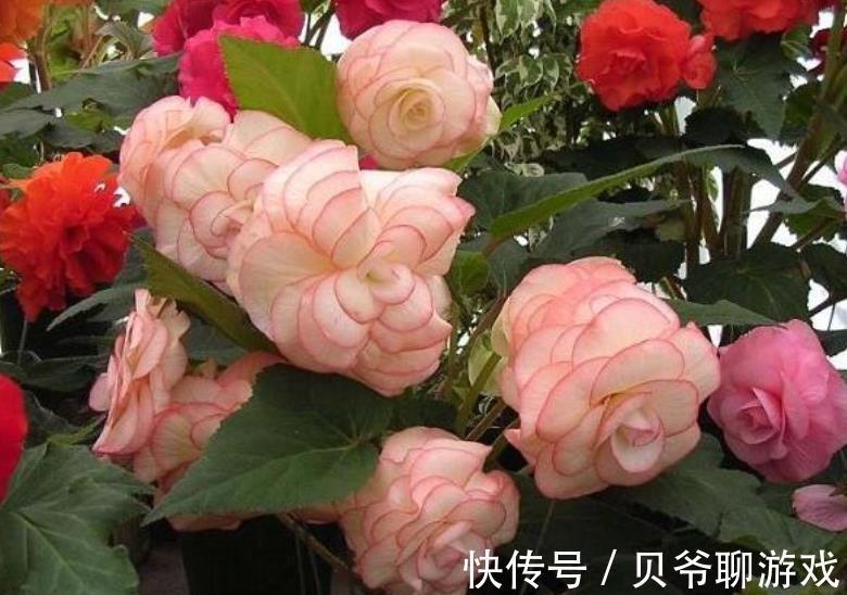 11月逛花市,8种花别错过,随便一养都能开爆盆,适合新手花友