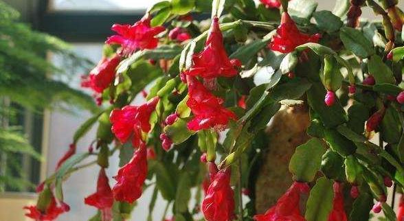 最受欢迎的4种年宵花，株型美观，花色艳丽，你家里有吗