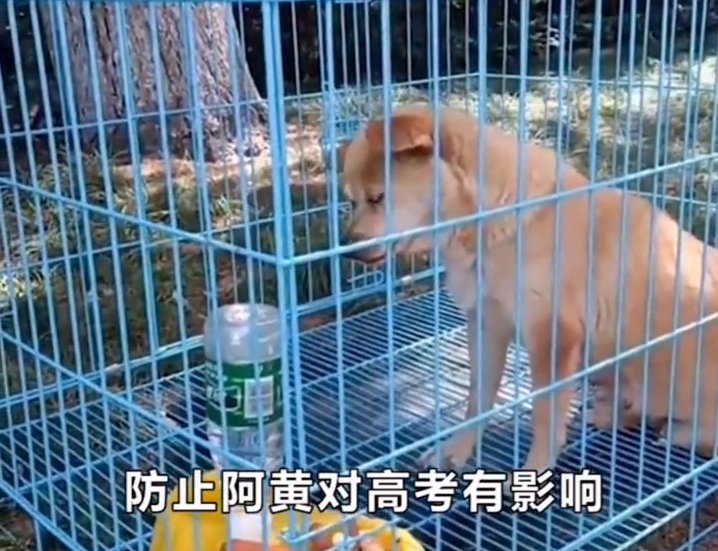 高考|一脸不开心！为防止打扰考生 流浪校犬高考期间被关禁闭