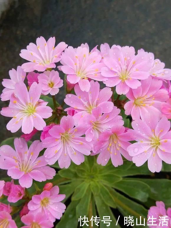 繁殖|5种花现在插土里,下个月就开花,再热也不怕,别错过了