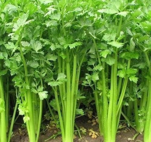 脸上|女人不想老得快,脸上爬满皱纹,4种蔬菜,调节内分泌,美容养颜