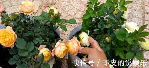 养花你还在费钱买营养土吗,在家此样做,肥效杠杠的