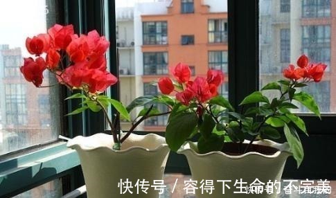 她在院里养了一种花,3年之后美如画,见到的人都说像仙境!