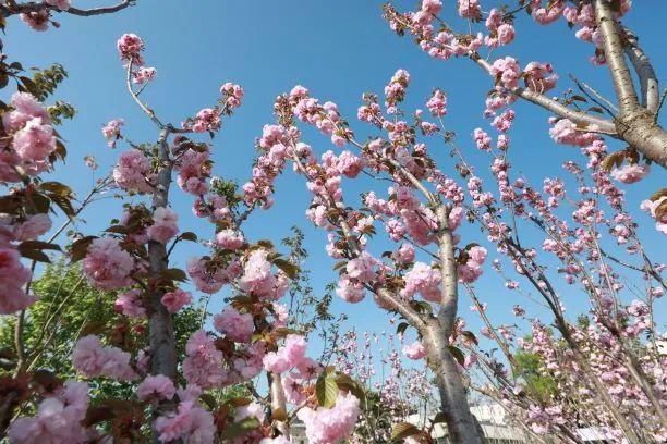 “樱”为有你，“卢”约而至！城东街道首届樱花文化节开幕