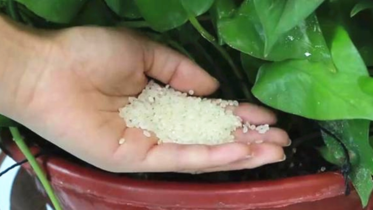 植物|花盆里撒一把,不管多难养的花,几天根壮叶绿爆满盆,方法太棒了