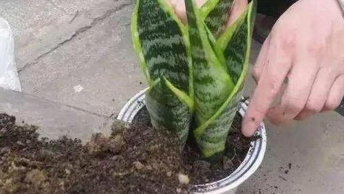 植物|想要酸性土养花该怎么弄兑点它们,喜酸植物不再黄叶掉花苞