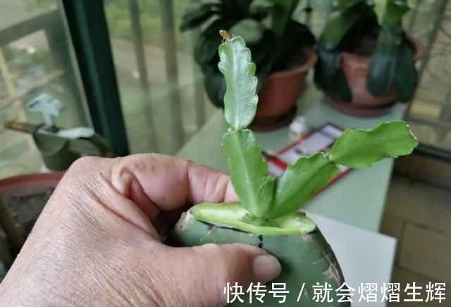 叶仙|蟹爪兰插萝卜上,也能嫁接?这波操作还是头一回见