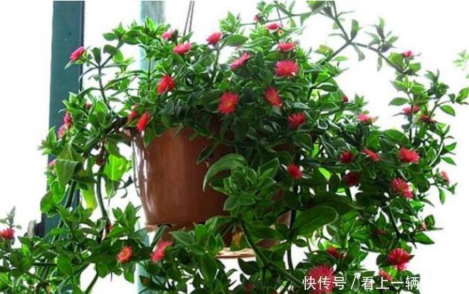 花朵|3种花花朵硕大、花期长，看了就让人沉醉，年年开花不断，美！