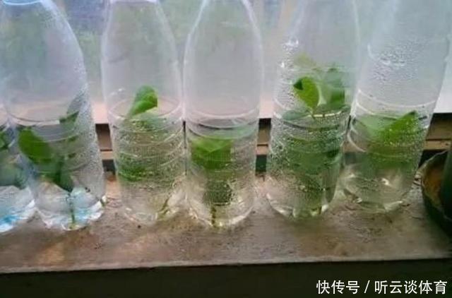 扦插月季不生根?用这捂一捂,过几天“冒白根”,变成月季大户