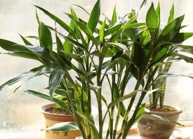 观叶|大户人家爱养“三植物”,一开花就有好事情,遇水疯长“寓意好”