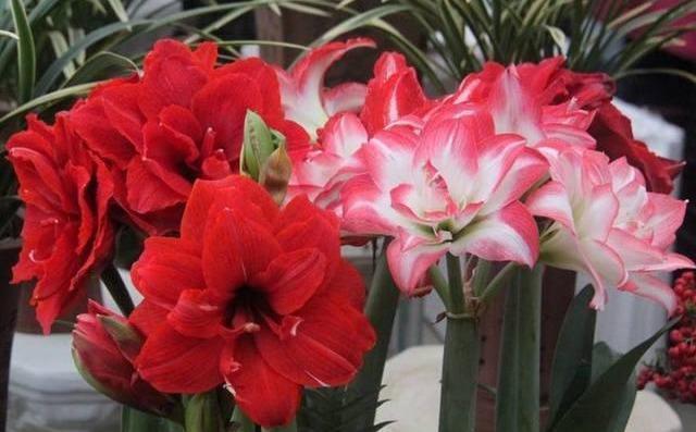 养护|朱顶红“傻长叶子”不开花一包一冻,温差大,花苞嗖嗖冒出来