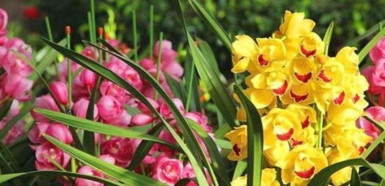 养花|养花就养4种花,开花很漂亮,花量大不操心,越养越喜欢