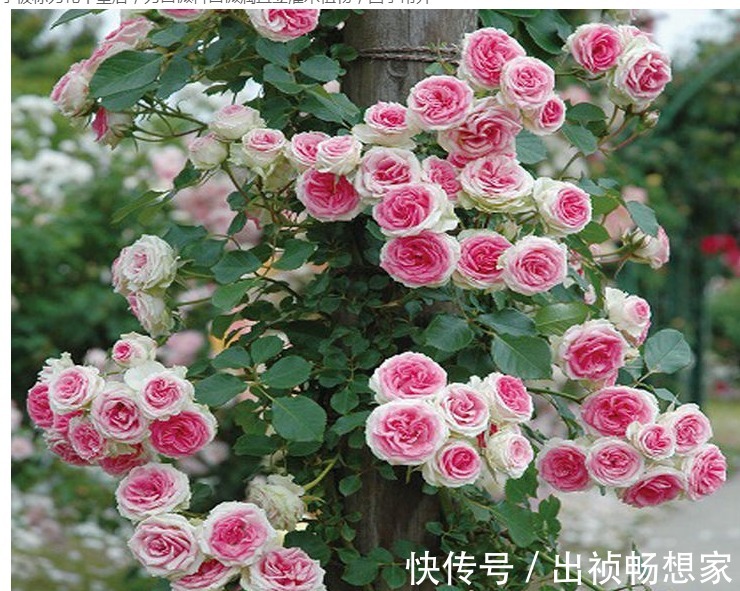 养花肥难找原来白糖才是最好有肥料,从此不用买高价花肥了