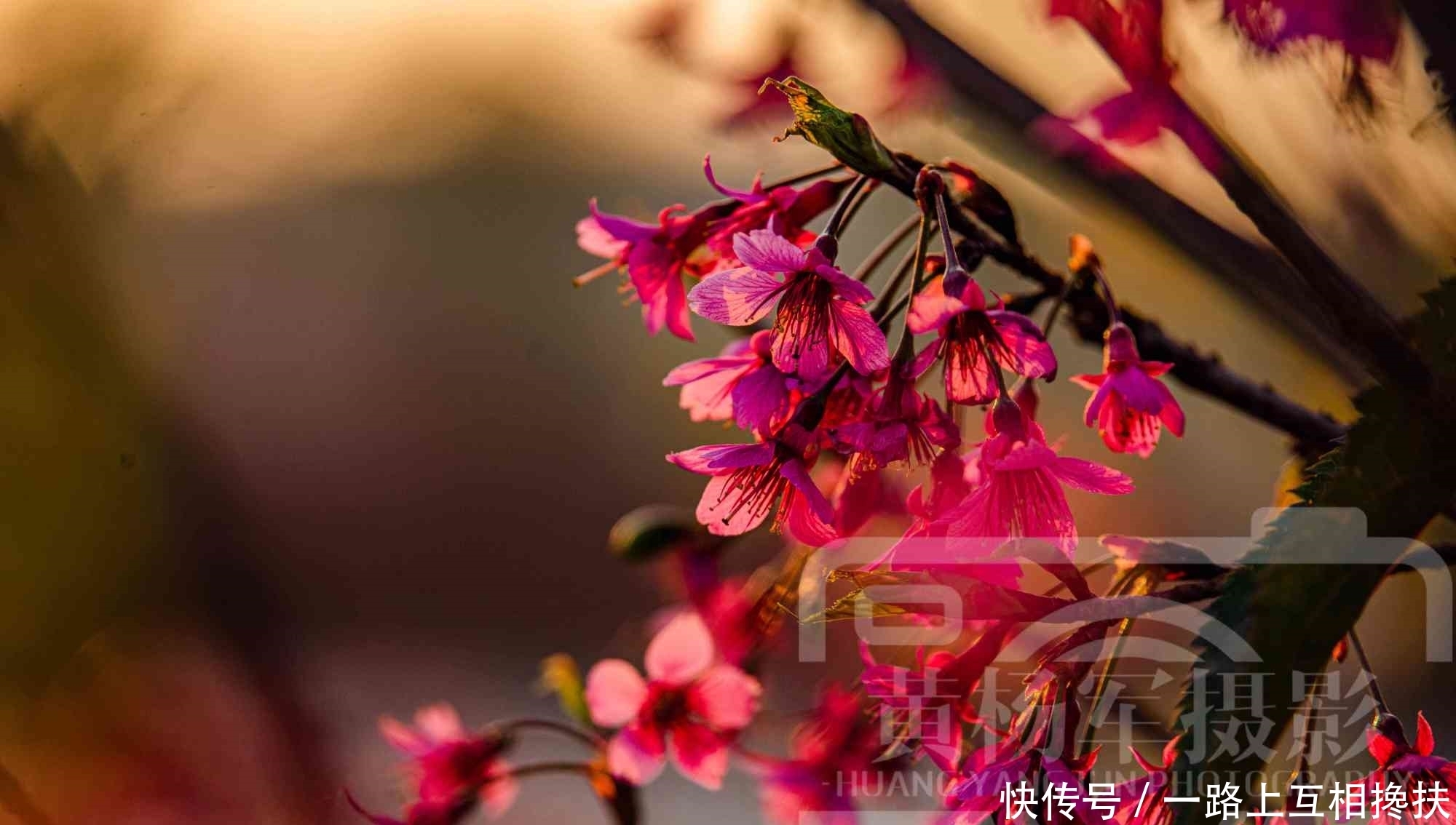 夕阳下美艳绽放的山樱花，玫红色的花朵非常漂亮，初春熟悉的花卉