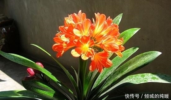 花葶|君子兰夹箭难开花?老花农教你这样补救,开花上百朵,效果神了