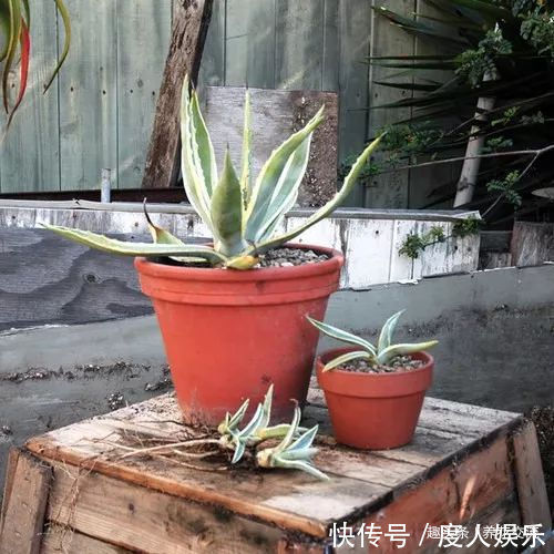 龙舌兰用根茎底部的侧芽扦插繁殖，比繁殖芦荟还简单