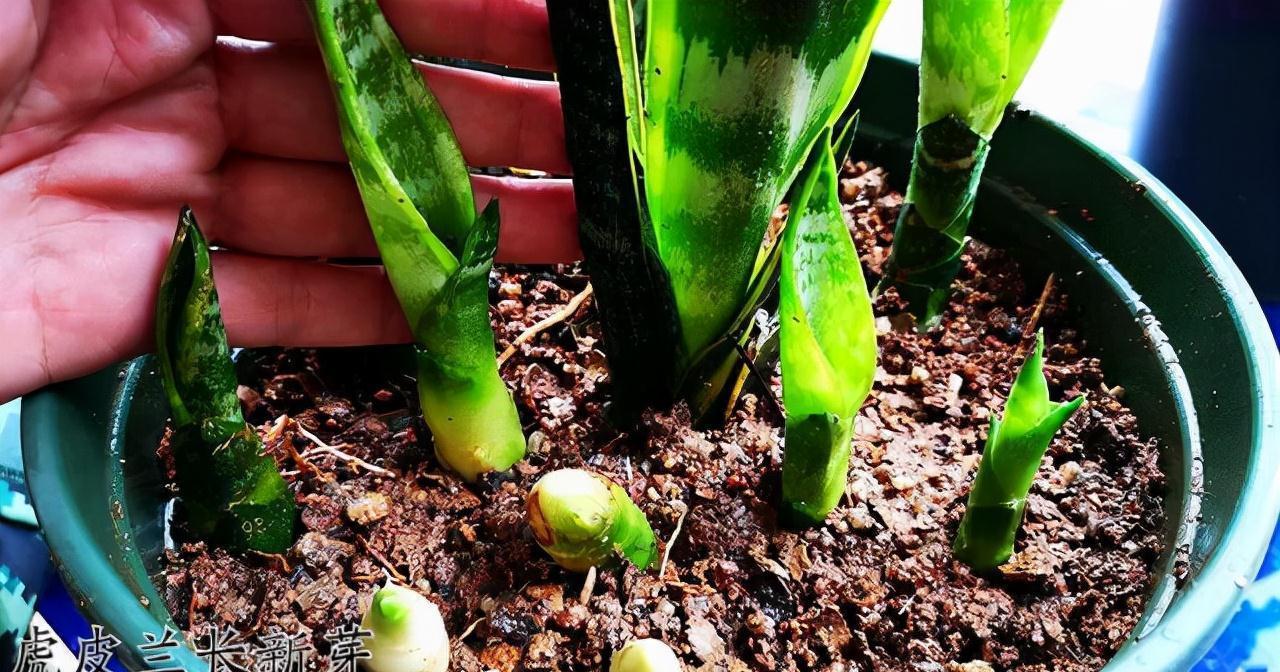 十月养虎皮兰，做好“一动作”，催出一堆小崽，次月养成盆景老桩