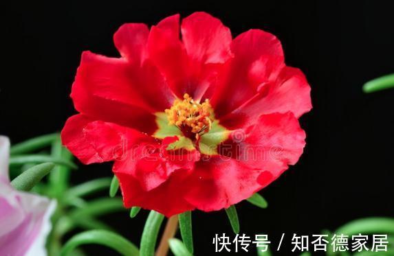 现在逛花市,牢记“8不买”,否则明年没有花看