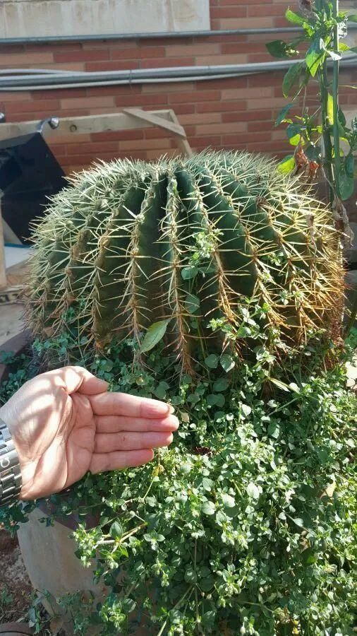 彩麒麟|5种丑的难入眼的花,养客厅镇宅守家,越养越气派