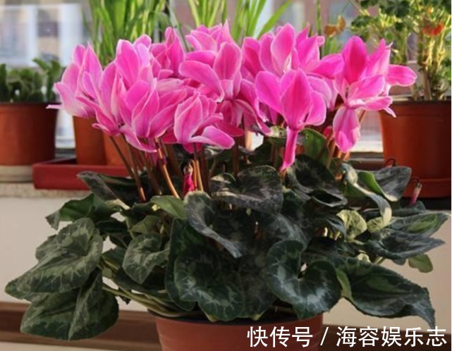 茶水|夏天“牛奶”过期,多做“一步”来浇花,土壤疏松肥沃,养啥都旺