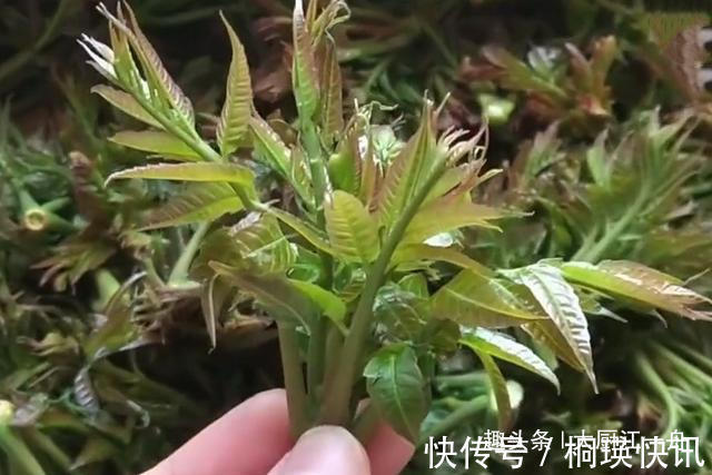 这才是腌香椿的正确做法！香椿颜色翠绿，随吃随取，放一年不会坏