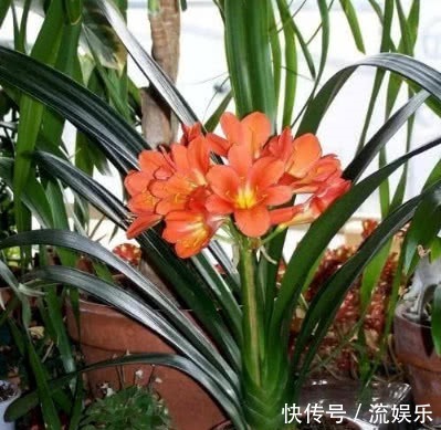 磷酸二氢钾|养君子兰，记住3个“要领”，一年开花2次，盆盆开花几十朵